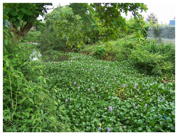 Water hyacinth in Hue, Vietnam