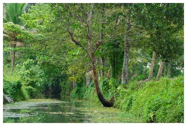 Backwaters near Poikkam, Kerala