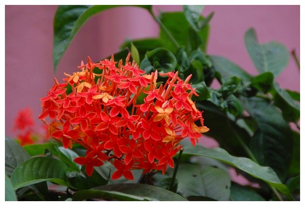 Pink flowers/leaves, Kerala, India