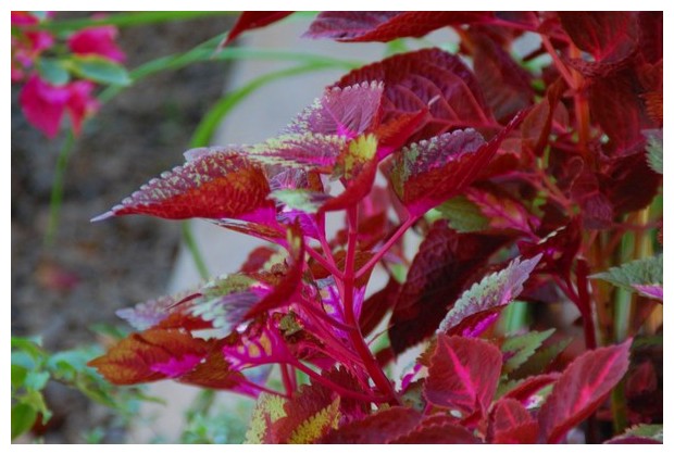 Pink flowers/leaves, Kerala, India