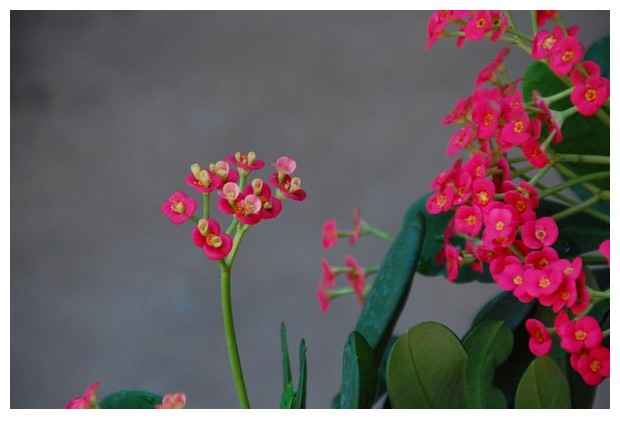 Pink flowers/leaves, Kerala, India