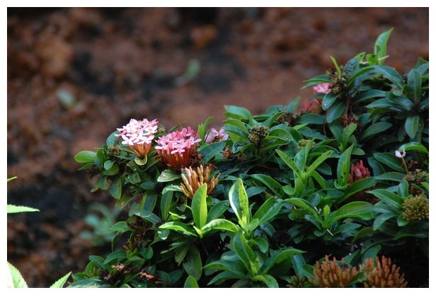 Variations on light pink and dark green from Kochi, India