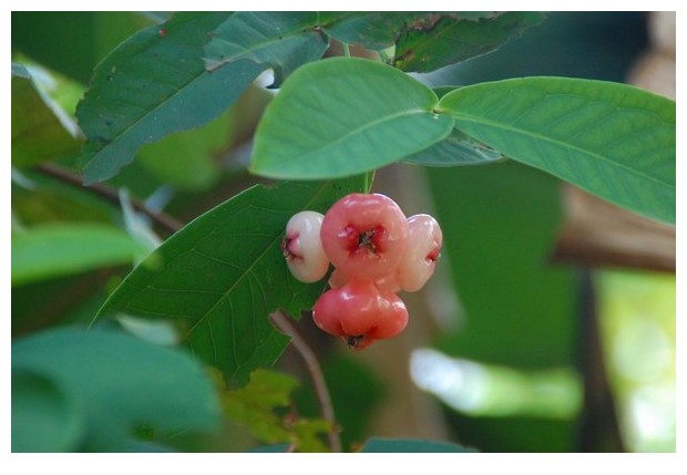 Variations on light pink and dark green from Kochi, India