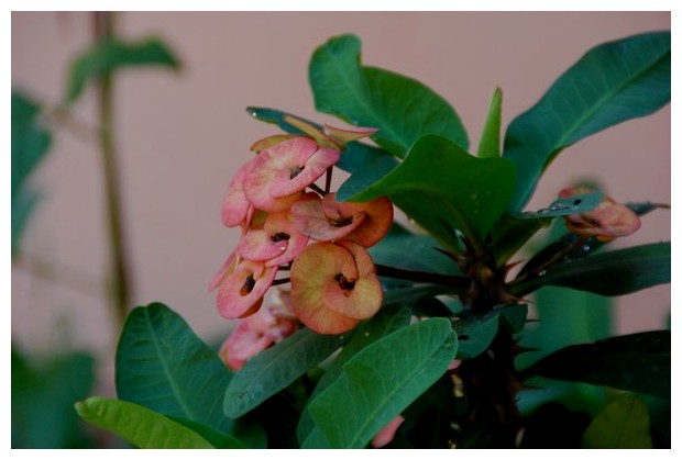 Variations on light pink and dark green from Kochi, India