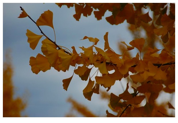 Different colours of autumn leaves, Bologna, Italy, 2010, by Sunil Deepak