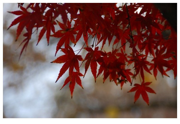 Different colours of autumn leaves, Bologna, Italy, 2010, by Sunil Deepak