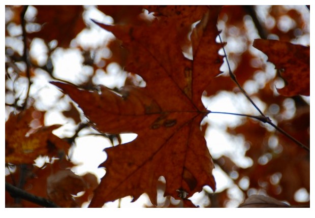 Different colours of autumn leaves, Bologna, Italy, 2010, by Sunil Deepak