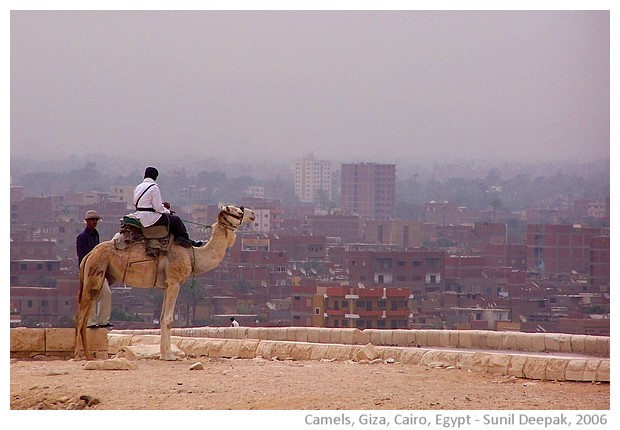 Camels near the pyramids of Giza, Cairo, Egypt - images by Sunil Deepak, 2006