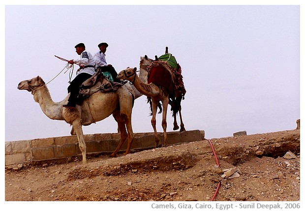 Camels near the pyramids of Giza, Cairo, Egypt - images by Sunil Deepak, 2006