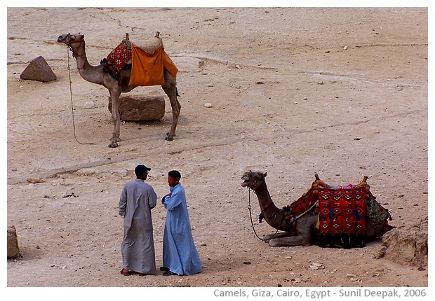 Camels near the pyramids of Giza, Cairo, Egypt - images by Sunil Deepak, 2006