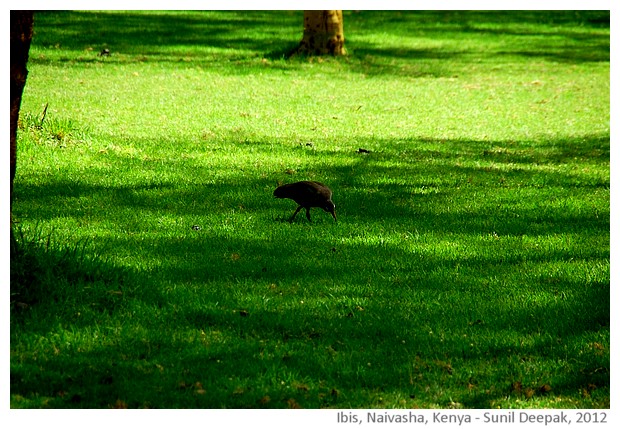 Ibis, Naivasha, Kenya - images by Sunil Deepak, 2013