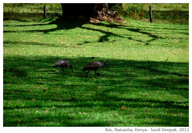 Ibis, Naivasha, Kenya - images by Sunil Deepak, 2013