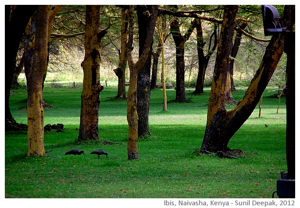 Ibis, Naivasha, Kenya - images by Sunil Deepak, 2013
