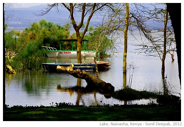 Oloiden lake, Naivasha, Kenya - images by Sunil Deepak, 2012