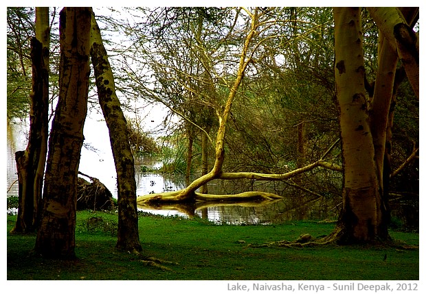 Oloiden lake, Naivasha, Kenya - images by Sunil Deepak, 2012