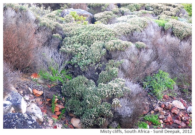 seaside, Misty cliffs, South Africa - images by Sunil Deepak, 2012