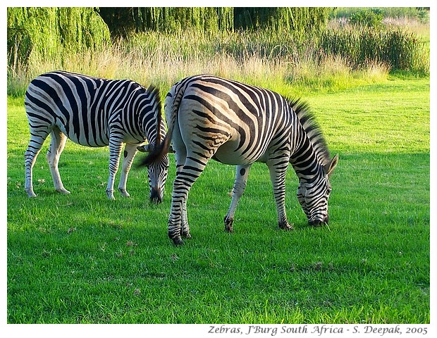 Zebras, Johannesburg, South Africa - S. Deepak, 2005