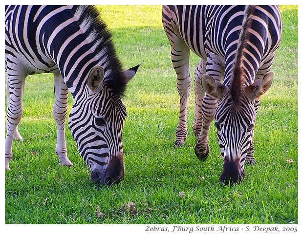 Zebras, Johannesburg, South Africa - S. Deepak, 2005