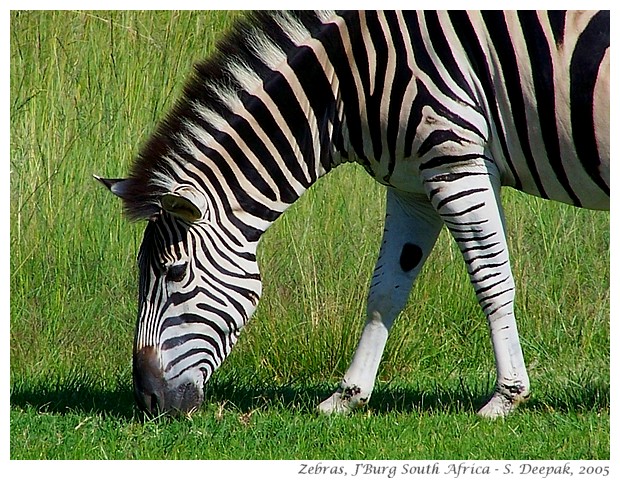 Zebras, Johannesburg, South Africa - S. Deepak, 2005