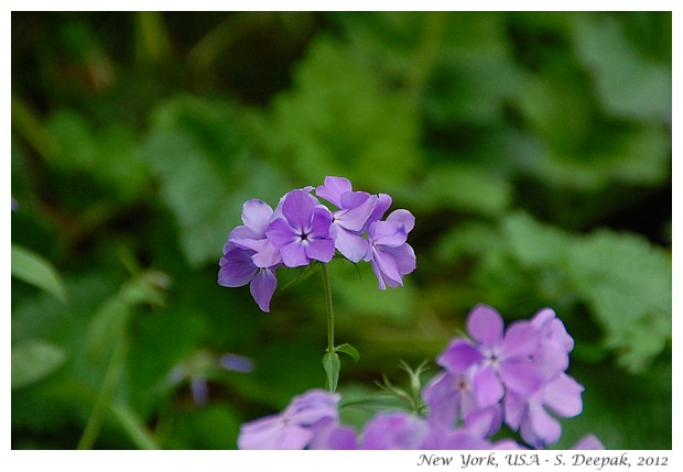 Looking for purple, New York USA - S. Deepak, 2012