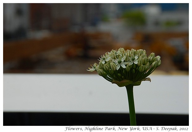 Star shaped flowers, Highline park, New York - S. Deepak, 2012