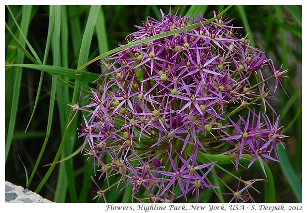 Star shaped flowers, Highline park, New York - S. Deepak, 2012