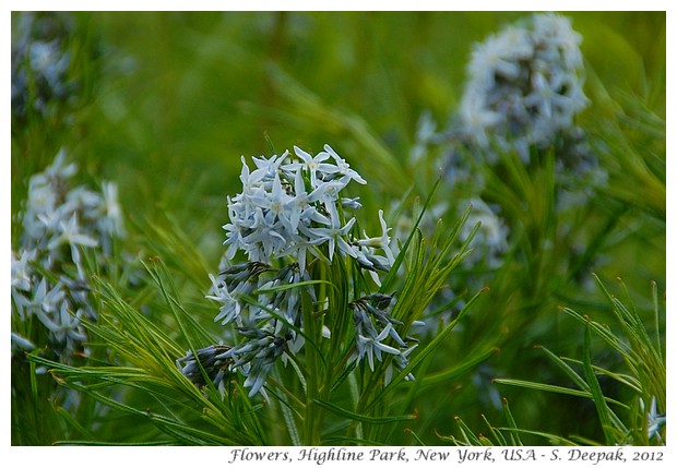 Star shaped flowers, Highline park, New York - S. Deepak, 2012