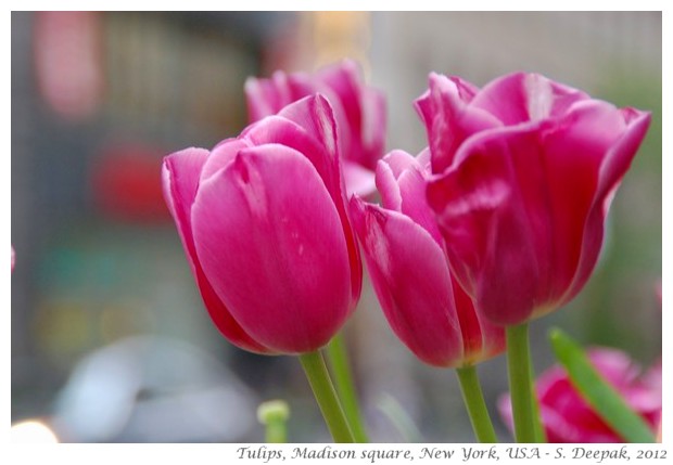 Pink tulips, New York, USA - S. Deepak, 2012