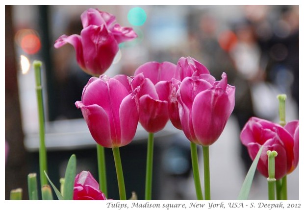 Pink tulips, New York, USA - S. Deepak, 2012