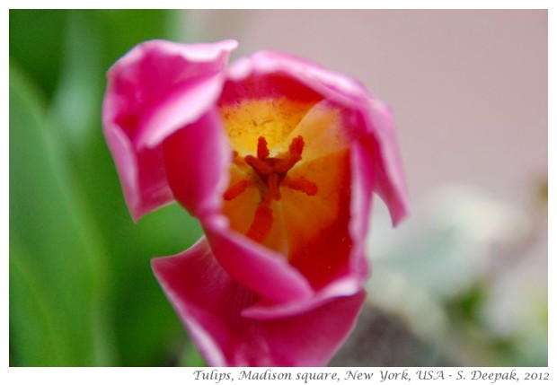 Pink tulips, New York, USA - S. Deepak, 2012