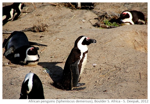 African penguins Spheniscus Demersus, Boulder South Africa - S. Deepak, 2012