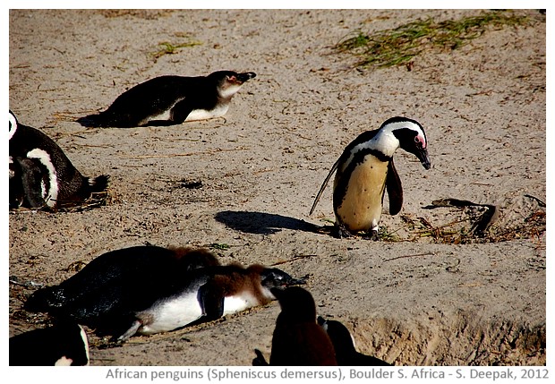 African penguins Spheniscus Demersus, Boulder South Africa - S. Deepak, 2012