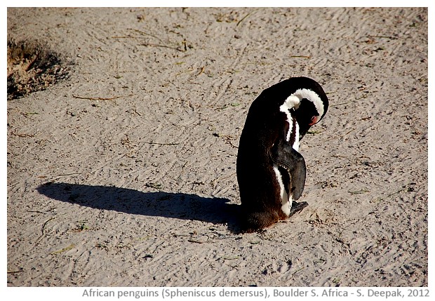 African penguins Spheniscus Demersus, Boulder South Africa - S. Deepak, 2012