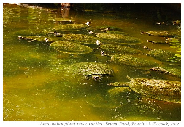 Amazonian giant river turtles, Parà Brazil - S. Deepak, 2012