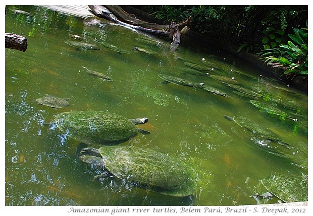 Amazonian giant river turtles, Parà Brazil - S. Deepak, 2012