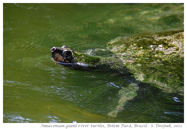 Amazonian giant river turtles, Parà Brazil - S. Deepak, 2012