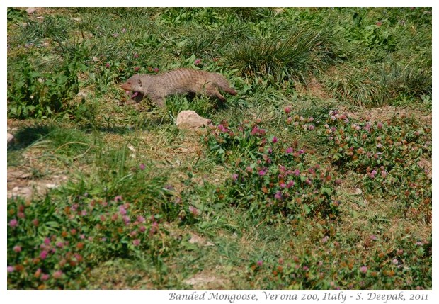 Banded mongoose, verona zoo, Italy - images by S. Deepak