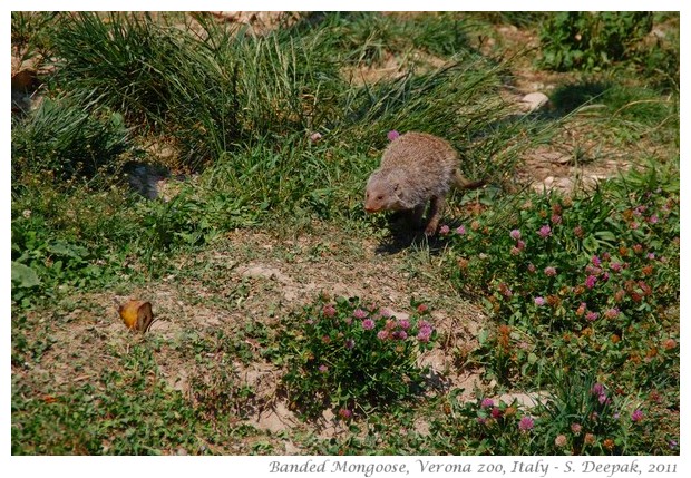 Banded mongoose, verona zoo, Italy - images by S. Deepak