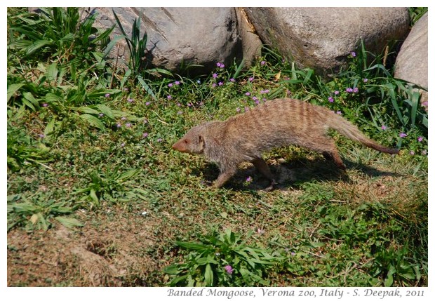 Banded mongoose, verona zoo, Italy - images by S. Deepak