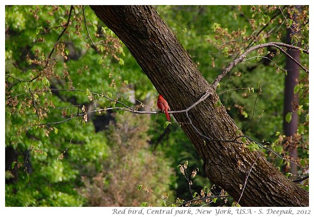 Red bird, central park NY - S. Deepak, 2012