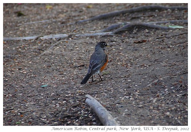 American Robin, central park NY - S. Deepak, 2012