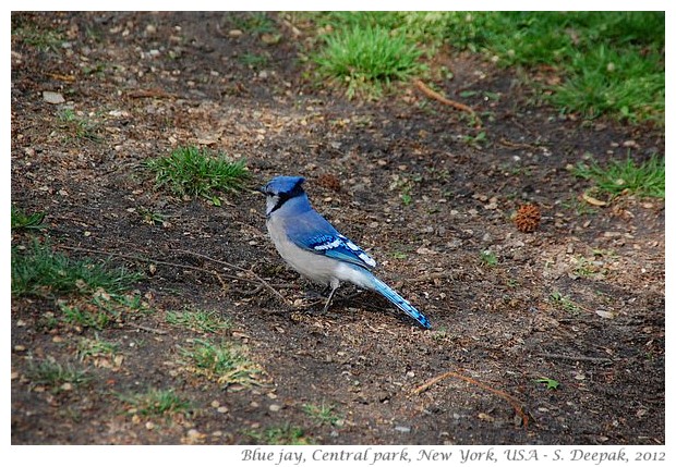 Blue Jay, central park NY - S. Deepak, 2012