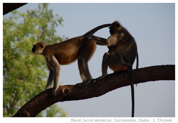 Black faced monkeys, Karnataka, INdia - Images by S. Deepak