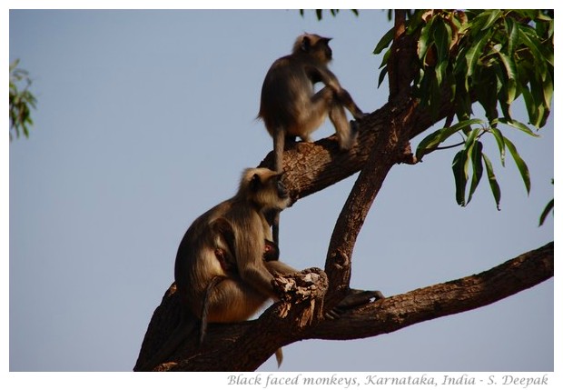 Black faced monkeys, Karnataka, INdia - Images by S. Deepak