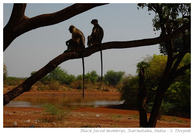 Black faced monkeys, Karnataka, INdia - Images by S. Deepak