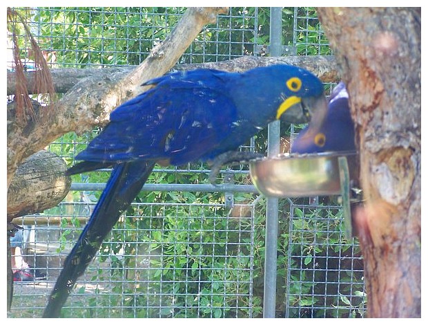 Blue coloured birds - parrots