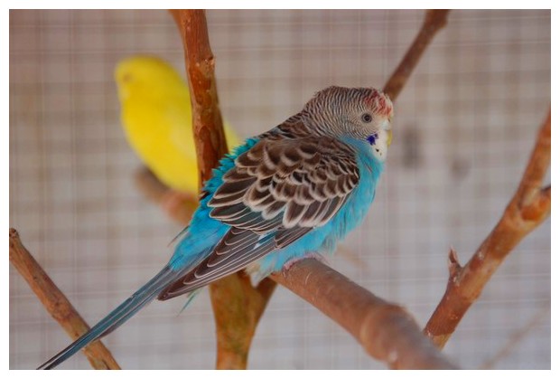 Blue coloured birds - parakeets