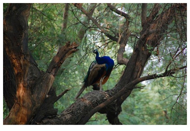 Blue coloured birds - peacock