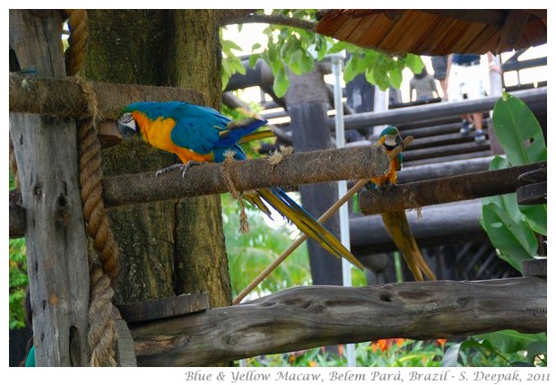 Blue and yellow macaw, Para Brazil - S. Deepak, 2011