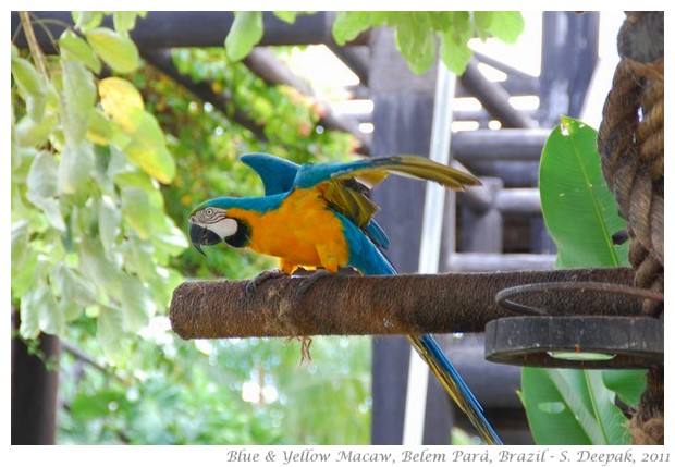 Blue and yellow macaw, Para Brazil - S. Deepak, 2011